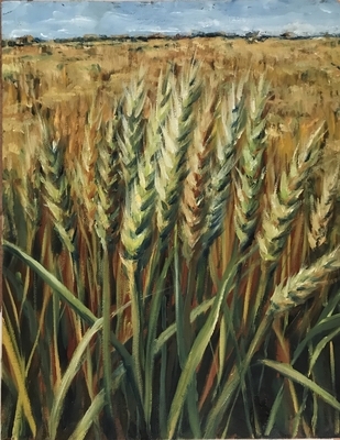 Fields of Wheat